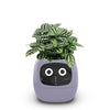 Ivy The Plant Pet