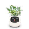 Ivy The Plant Pet